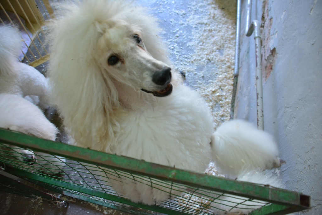 Весь мир – цирк. Рассказываем о тайнах пермского манежа 