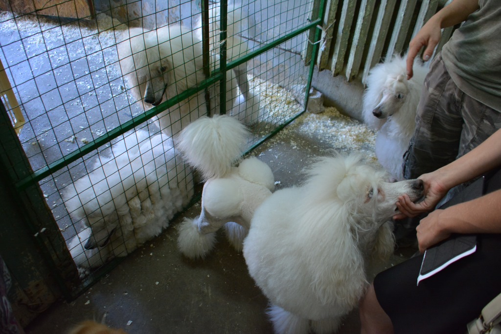 Весь мир – цирк. Рассказываем о тайнах пермского манежа 