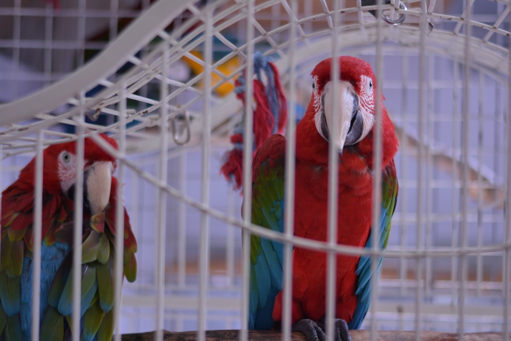 Весь мир – цирк. Рассказываем о тайнах пермского манежа 