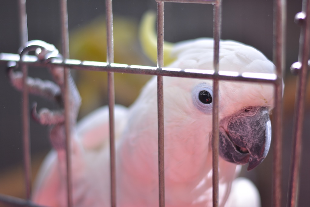 Весь мир – цирк. Рассказываем о тайнах пермского манежа 