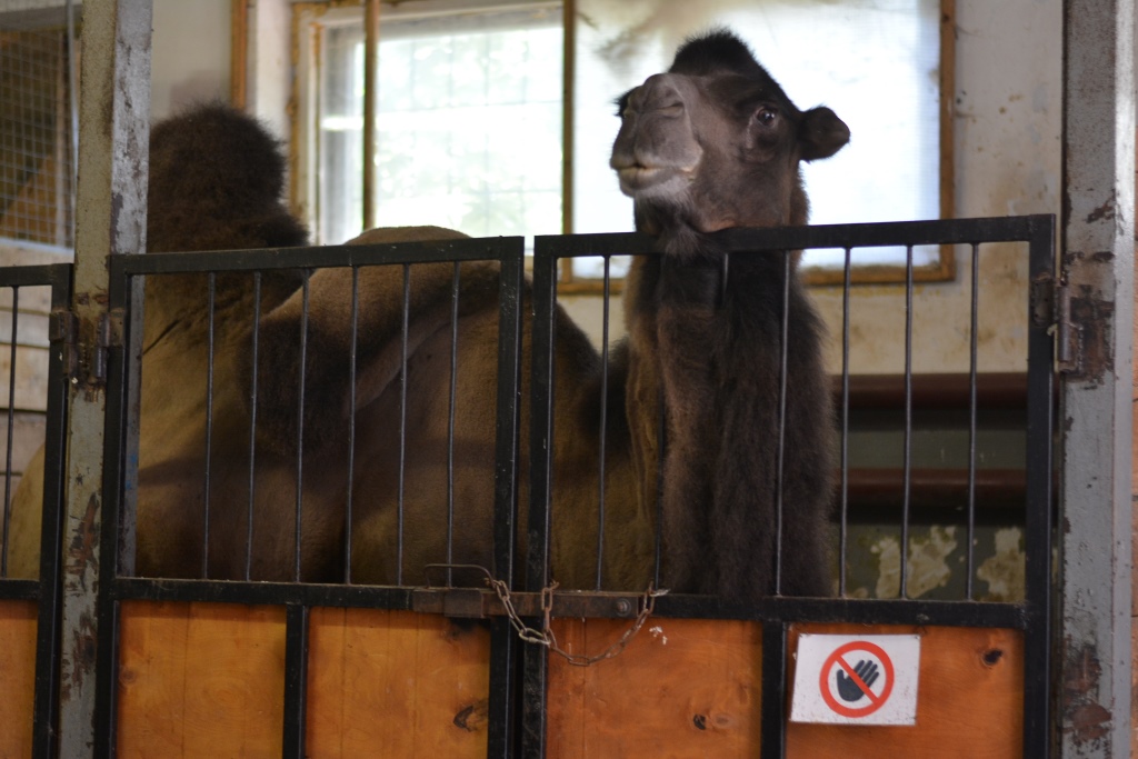 Весь мир – цирк. Рассказываем о тайнах пермского манежа 