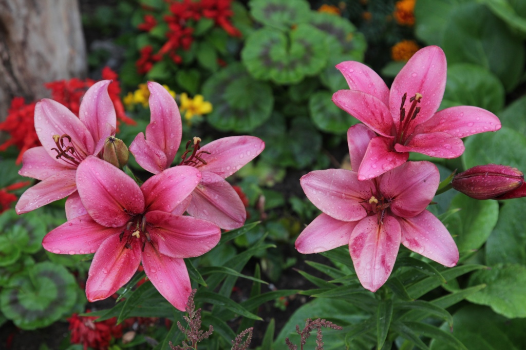 Медово-огненный уикенд