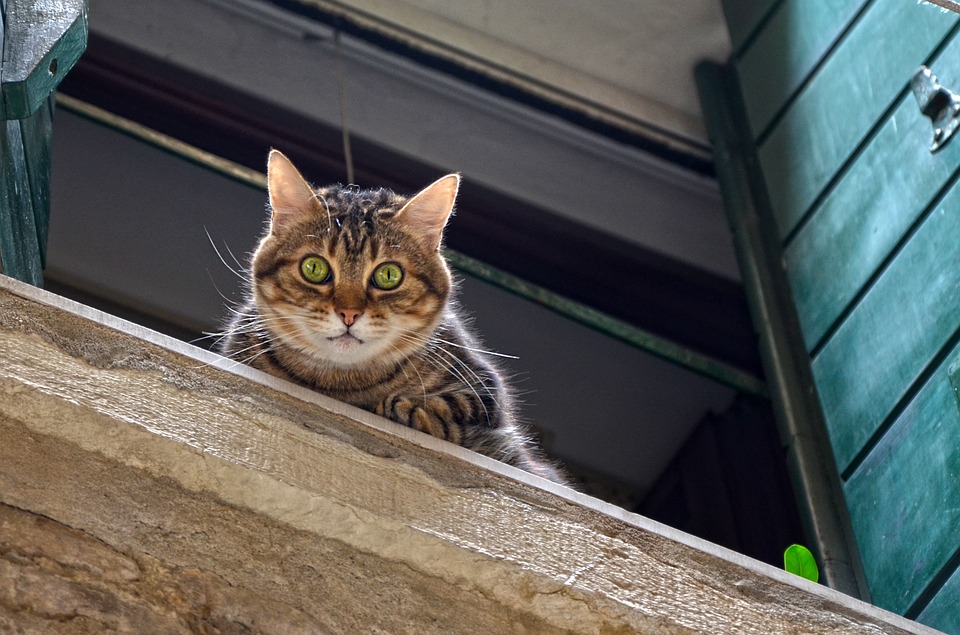 Обменяемся котиками: в Перми пройдет первая кошачья «сушка»