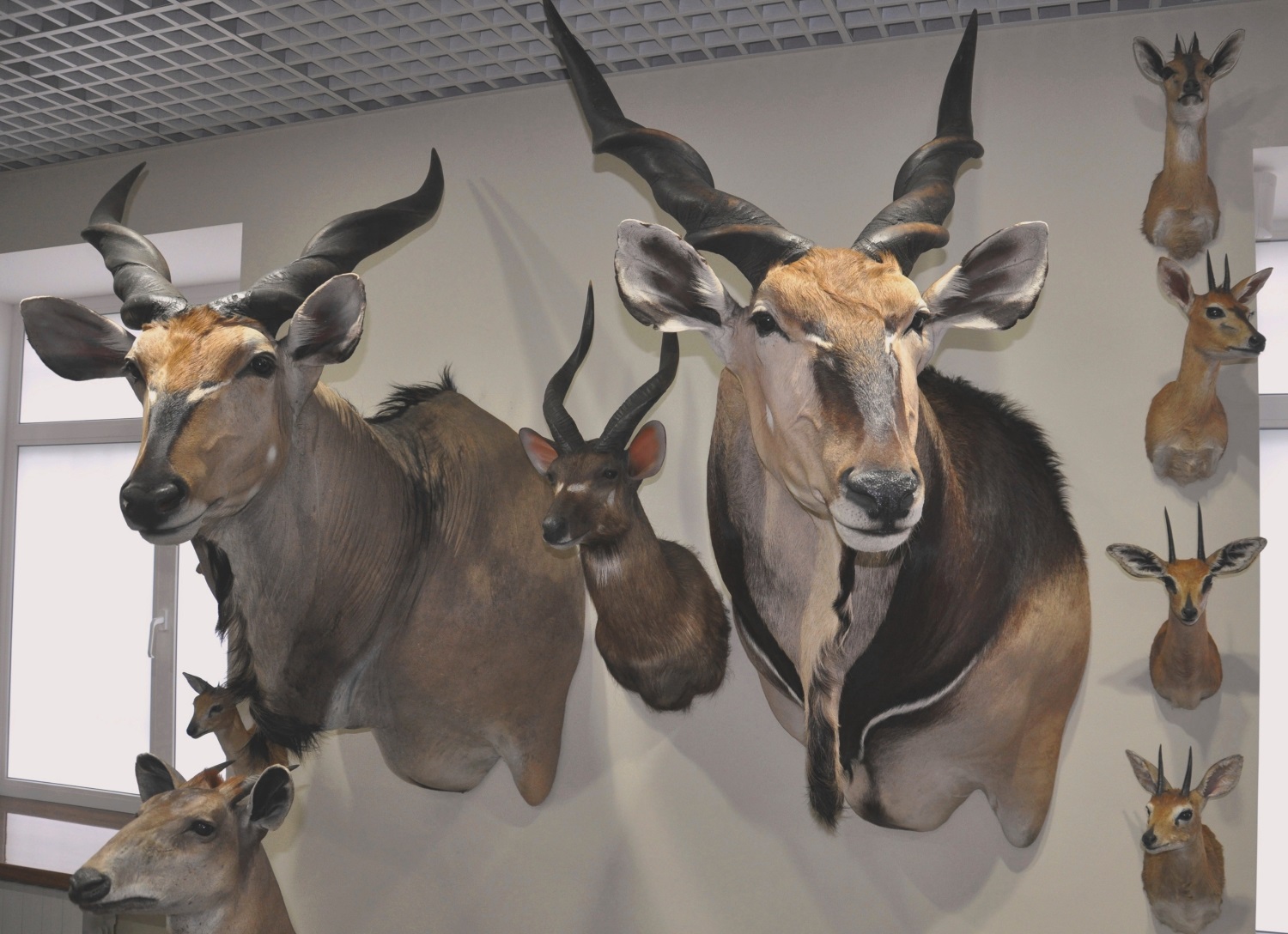 5 редких африканских трофеев, которые можно увидеть в новом выставочном зале Перми