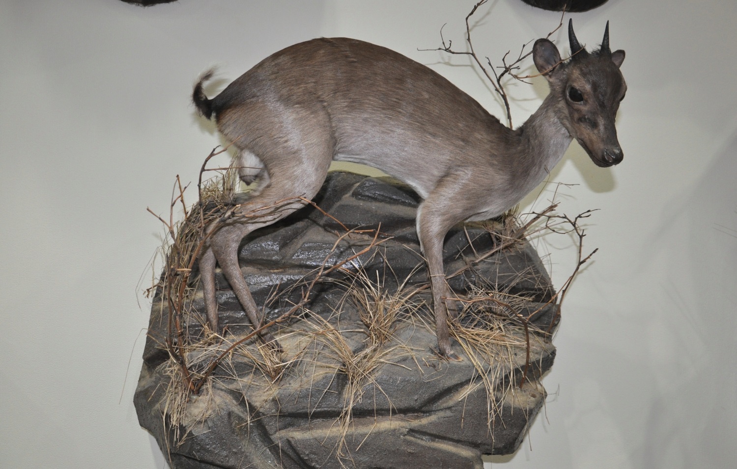 5 редких африканских трофеев, которые можно увидеть в новом выставочном зале Перми