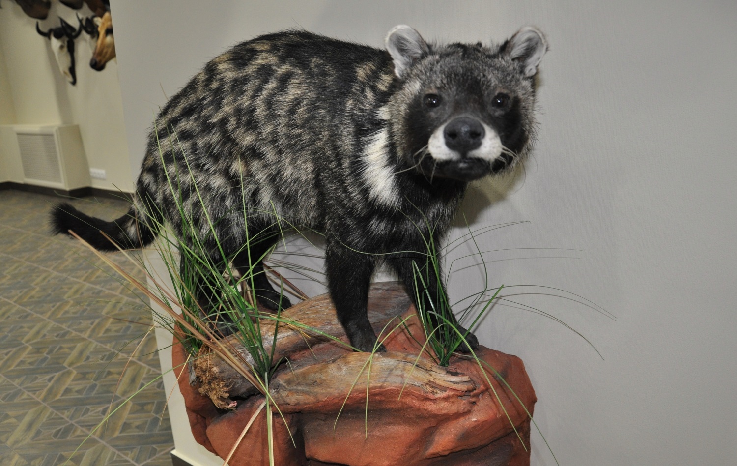 5 редких африканских трофеев, которые можно увидеть в новом выставочном зале Перми