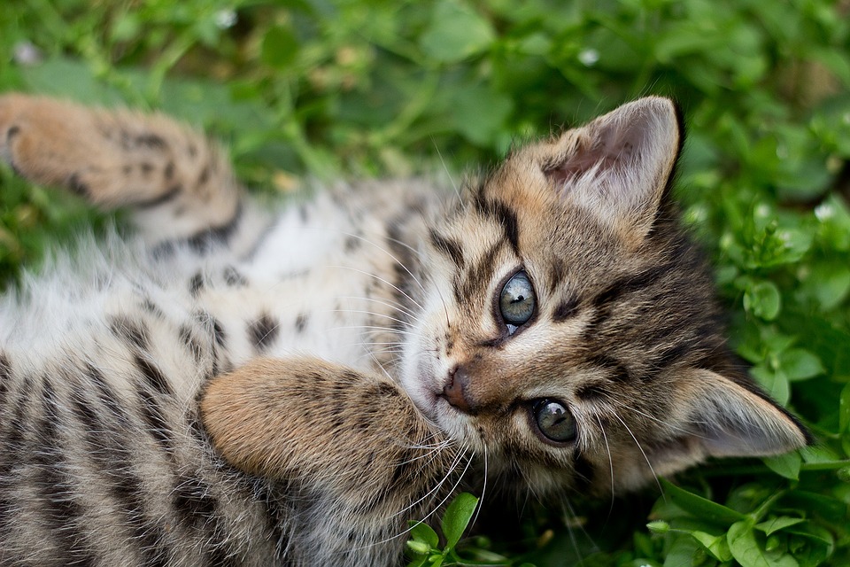 Обменяемся котиками: в Перми пройдет первая кошачья «сушка»
