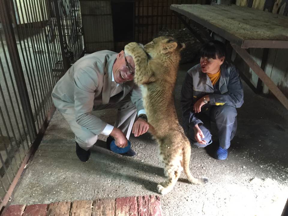 Пермский зоопарк поделился видео с играми трехмесячного львенка Ричарда