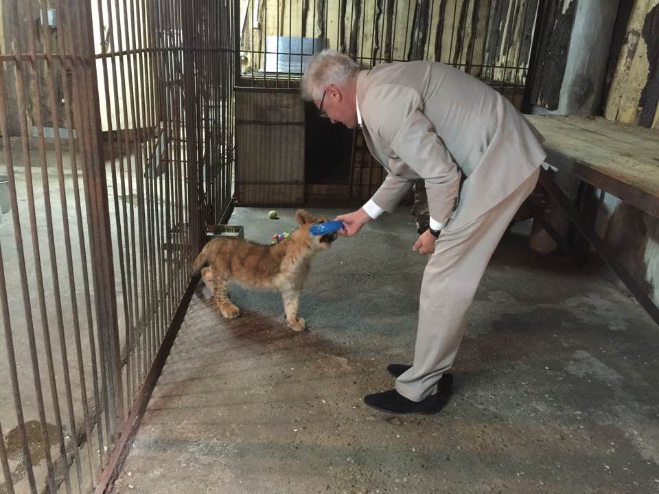 Пермский зоопарк поделился видео с играми трехмесячного львенка Ричарда