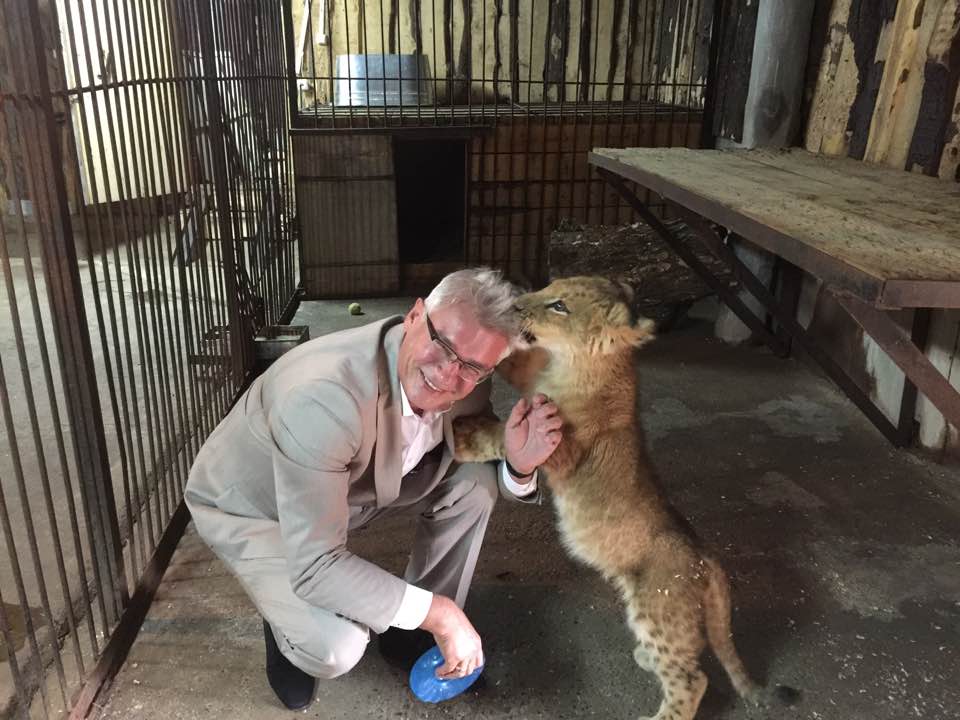 Пермский зоопарк поделился видео с играми трехмесячного львенка Ричарда