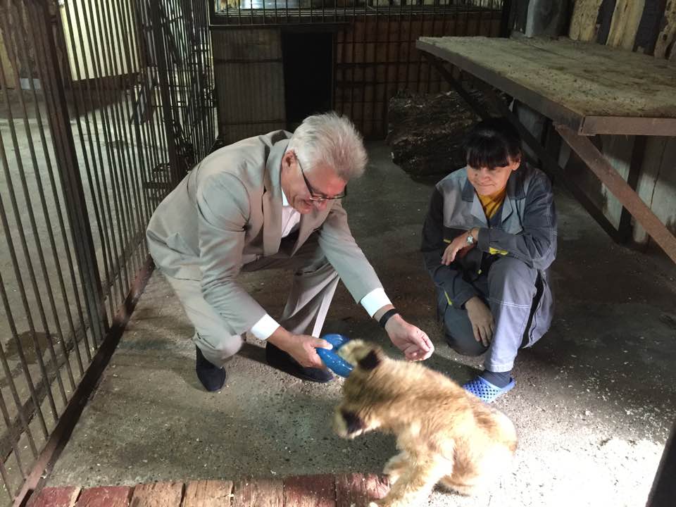 Пермский зоопарк поделился видео с играми трехмесячного львенка Ричарда