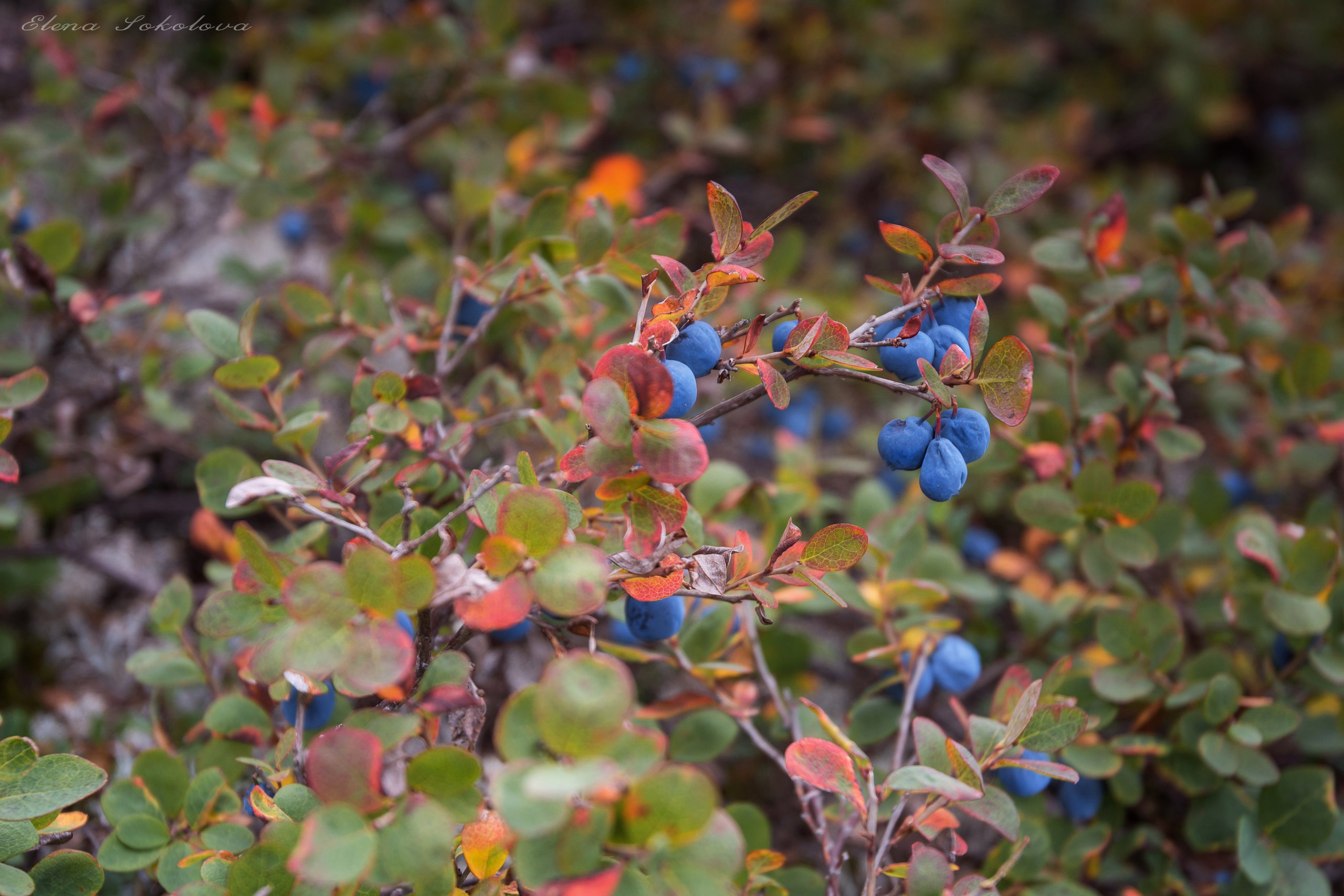 Ах, осень! Пермские фотографы поделились с Business Class фотографиями с осенними видами Урала