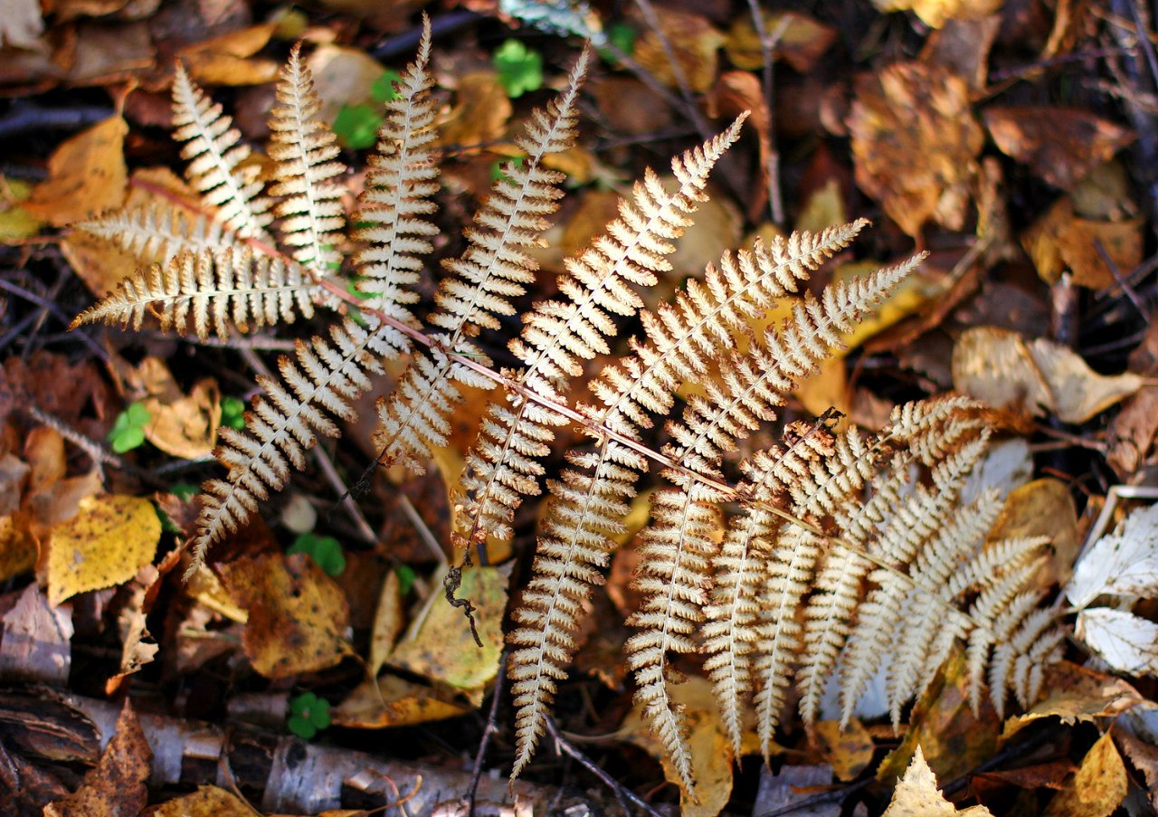 Ах, осень! Пермские фотографы поделились с Business Class фотографиями с осенними видами Урала