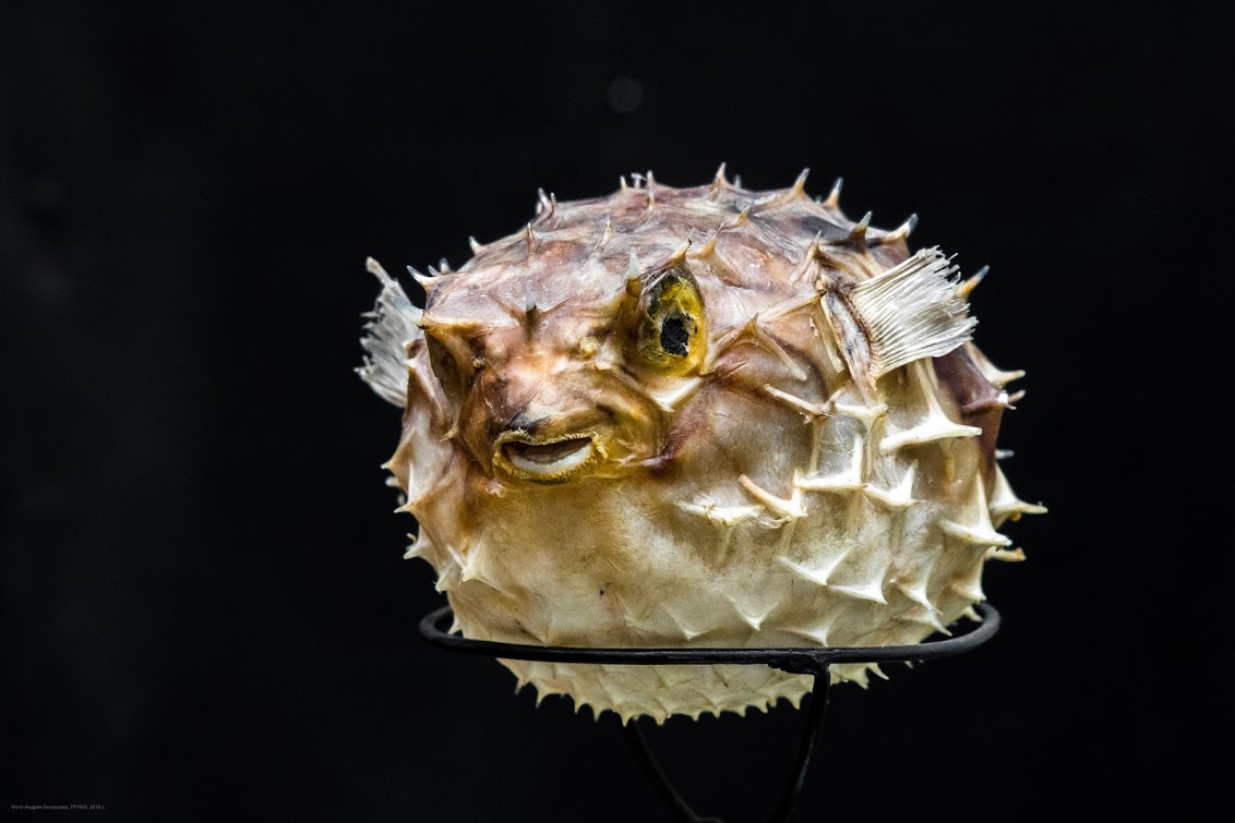 На новой выставке в галерее покажут детали древнеегипетского саркофага и вулканическую бомбу