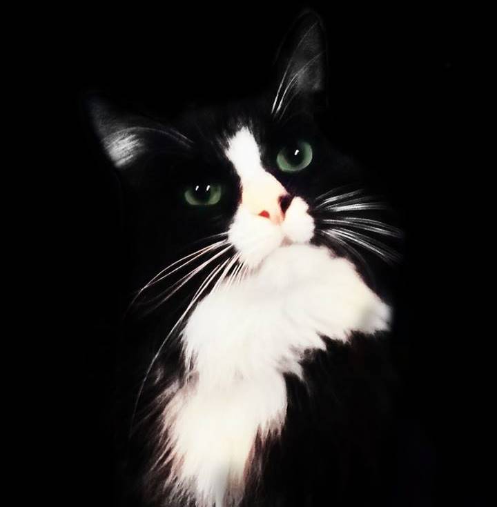 ​Потерявшийся в Москве кот пермского театра «У моста» нашелся