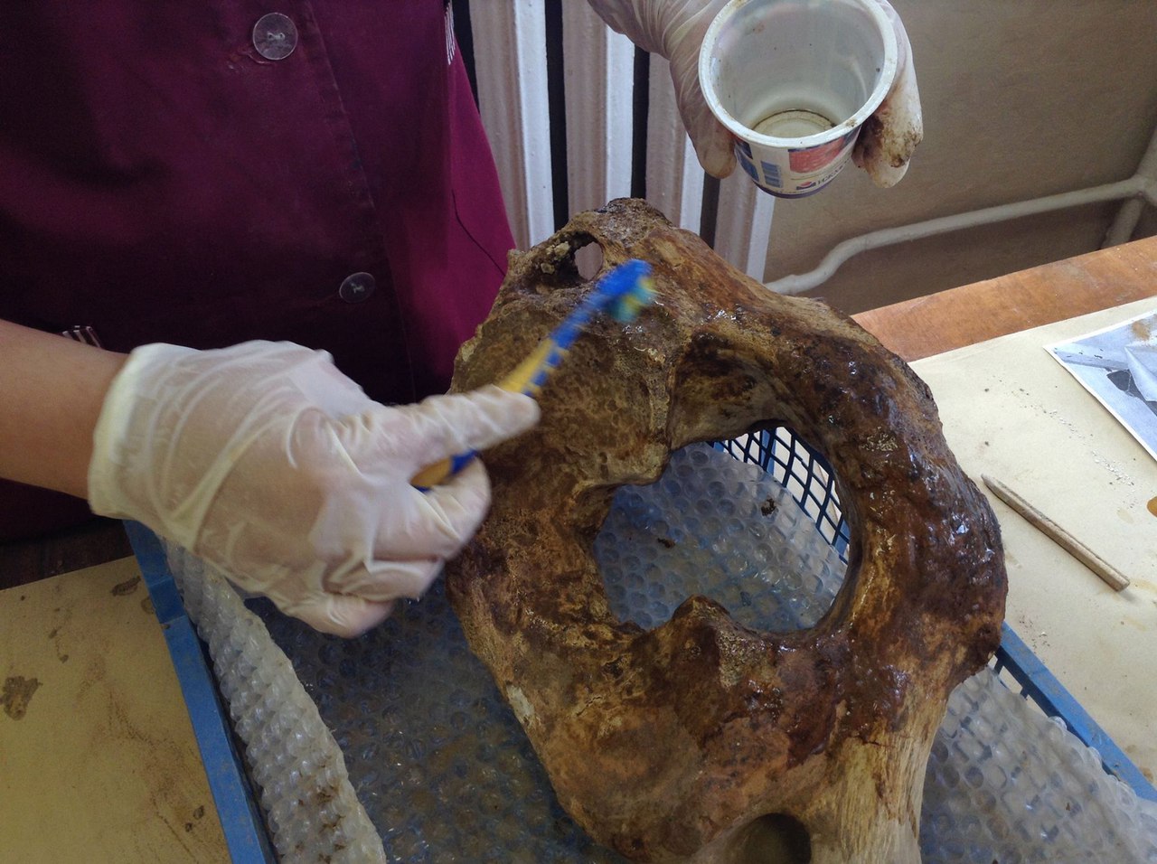 В Перми готовят к выставке скелет трогонтериевого слона