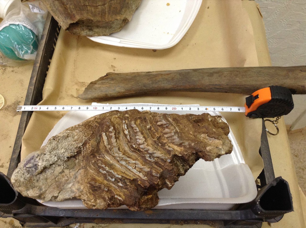 В Перми готовят к выставке скелет трогонтериевого слона