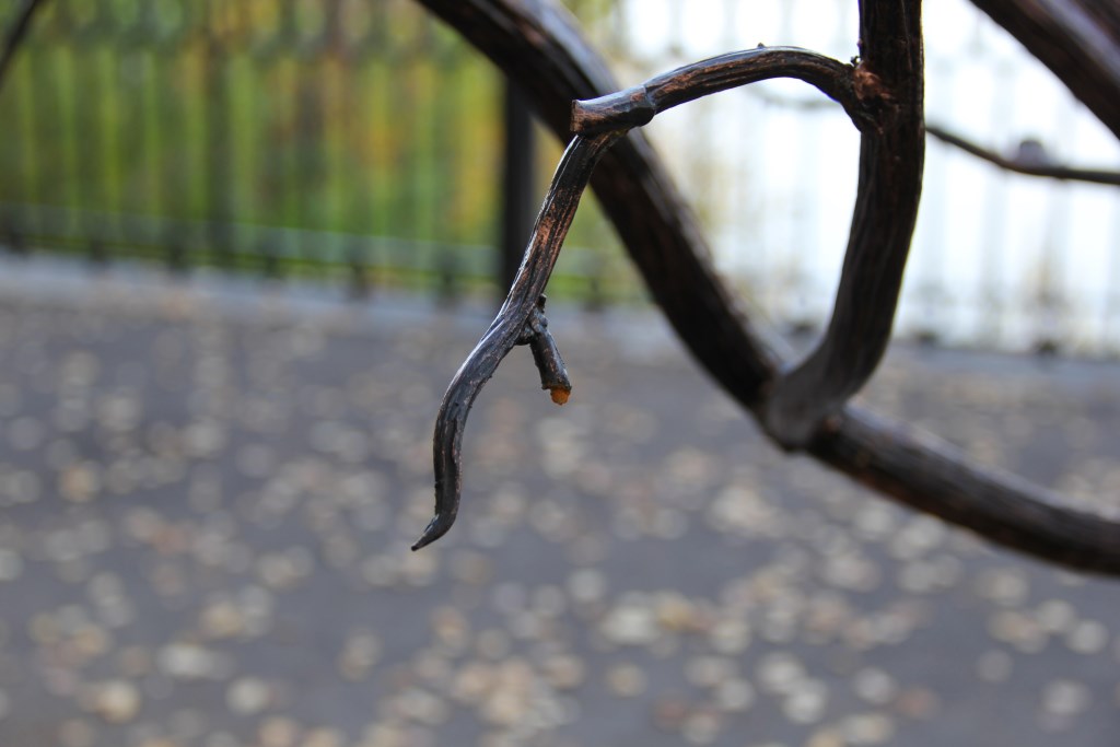 В Перми с «чудо-дерева» в сквере Мотовилихинского района вандалы обломали яблоки