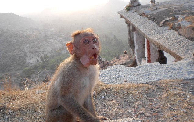 Спокойно, Сочи!