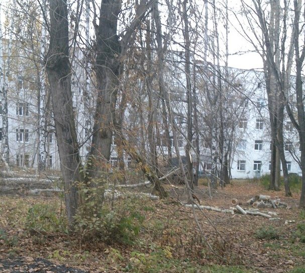 На территории пермской медсанчасти №9 начали вырубать деревья