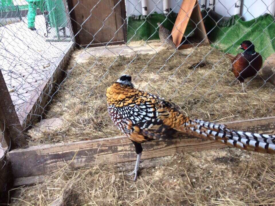 Пермяки поймали сбежавшего из контактного зоопарка фазана