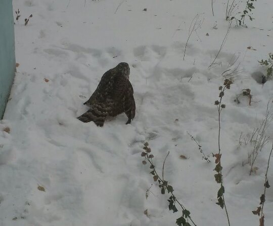 ​Неравнодушные пермяки спасли раненого ястреба