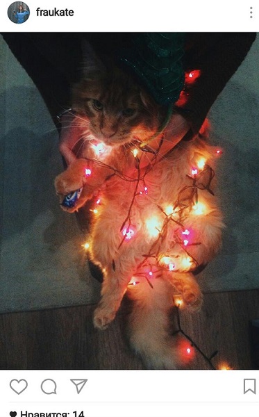 Мишура, лапы и хвост. Собрали фото пермяков, где к новому году готовятся их котики