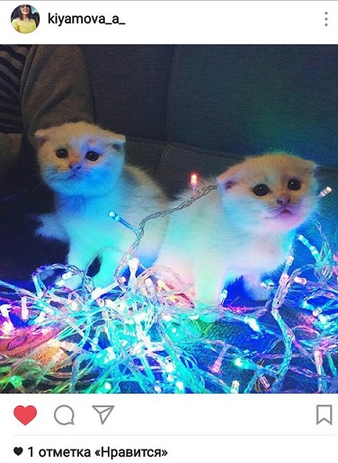 Мишура, лапы и хвост. Собрали фото пермяков, где к новому году готовятся их котики