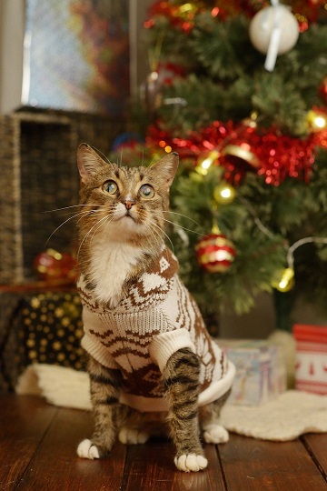 Мишура, лапы и хвост. Собрали фото пермяков, где к новому году готовятся их котики