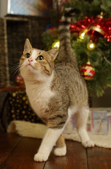 Мишура, лапы и хвост. Собрали фото пермяков, где к новому году готовятся их котики