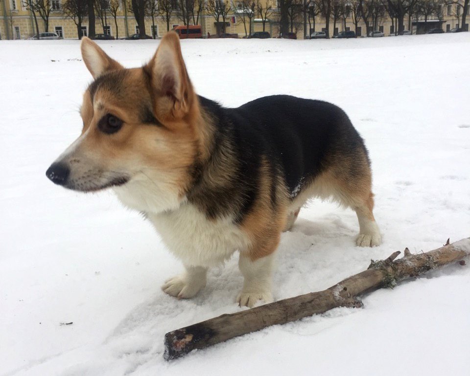 В Индустриальном районе Перми появилась площадка для дрессировки собак