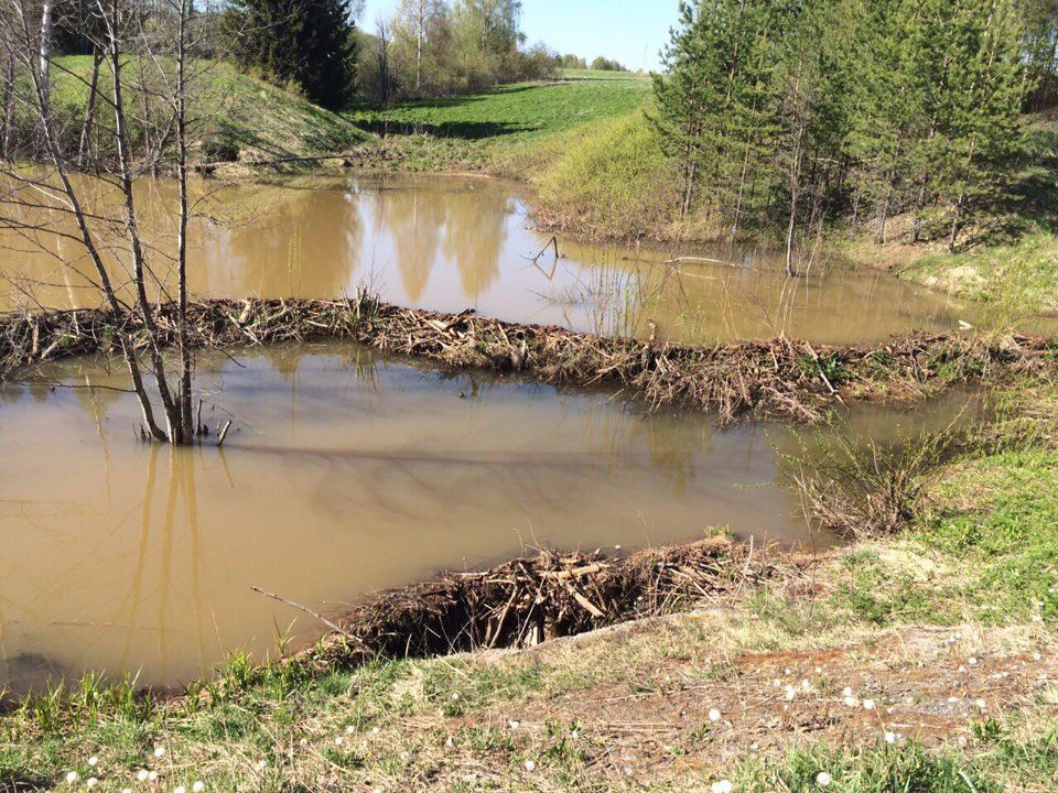 ​Бобры всему виной: в Прикамье массово гибнет рыба