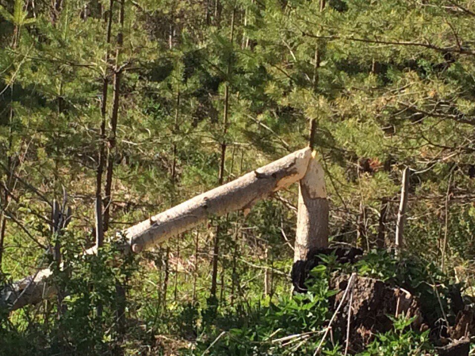 ​Бобры всему виной: в Прикамье массово гибнет рыба