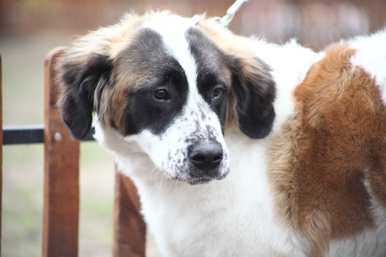 В Перми обсуждают возможность строительства нового приюта для безнадзорных животных