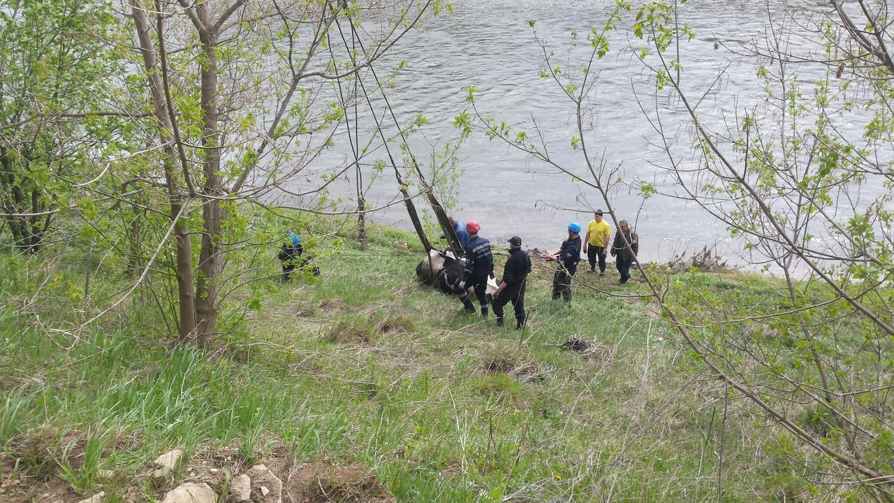 В Кунгуре спасатели автокраном вытащили из реки корову