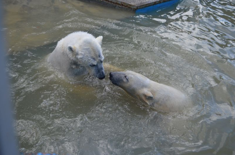 В Пермском зоопарке медведи борются за власть (фото)