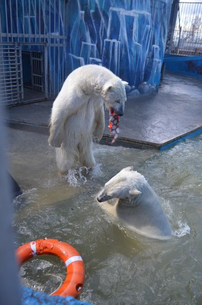 В Пермском зоопарке медведи борются за власть (фото)
