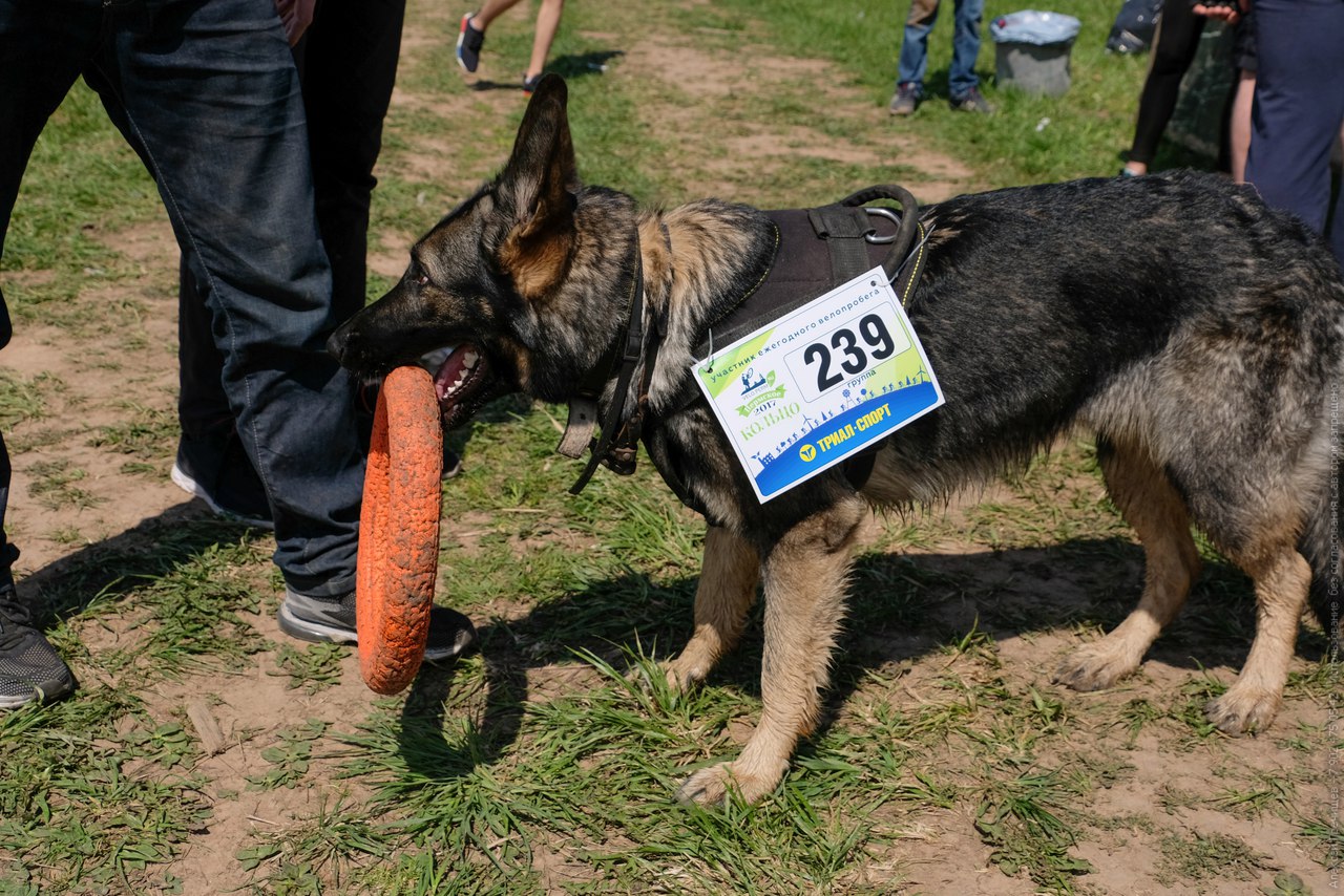В Перми состоялся велопробег «Пермское кольцо 2017»