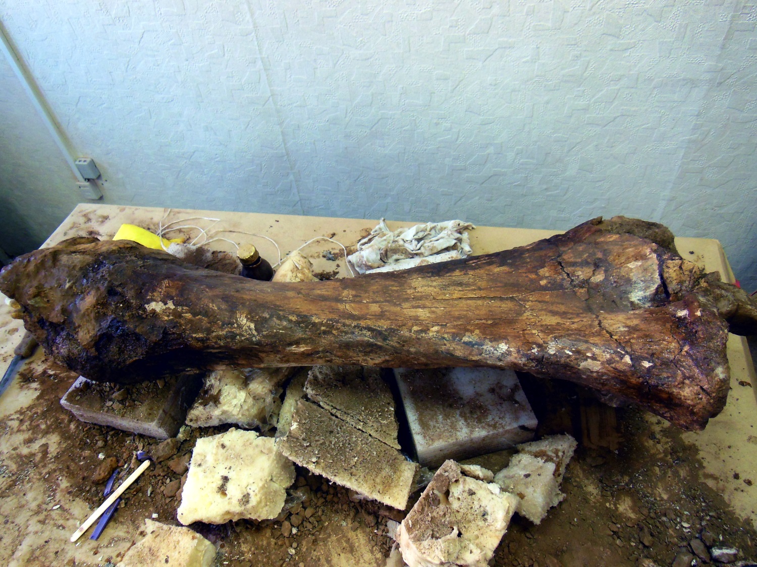 В Прикамье раскопки останков трогонтериевого слона продолжатся в начале июля