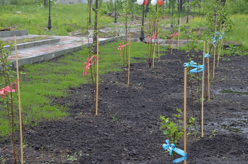 В Перми появился вишневый сад