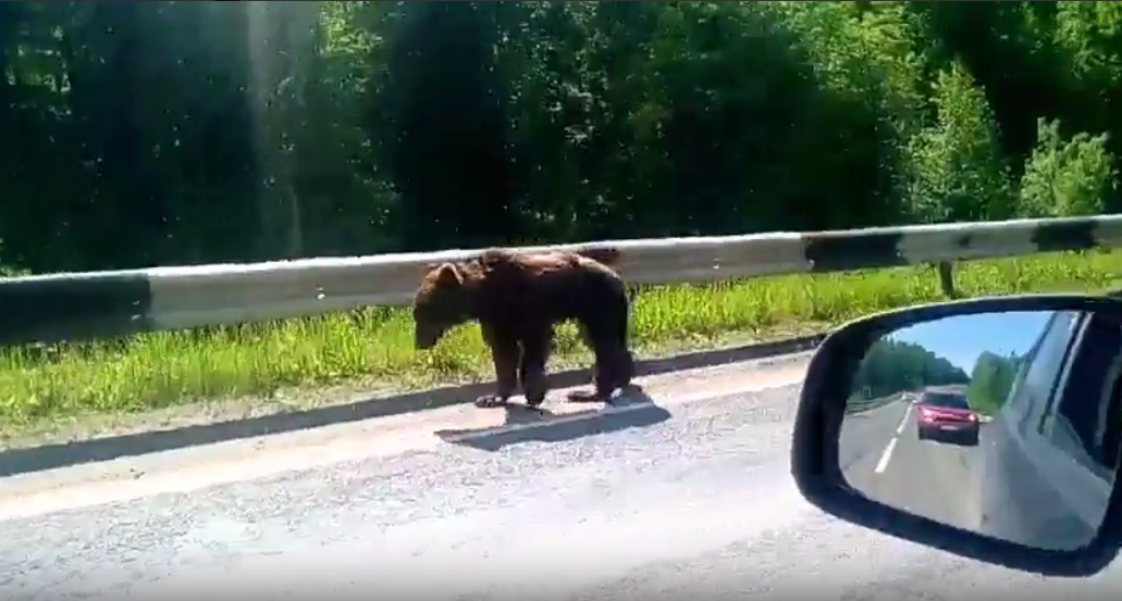 В Прикамье вышедший на трассу медведь заблокировал движение