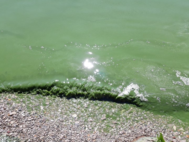 Зеленые воды что делать. Зеленая вода в реке. Озеро с зеленой водой. Зеленоватая вода в реке. Вода зеленеет в речке.