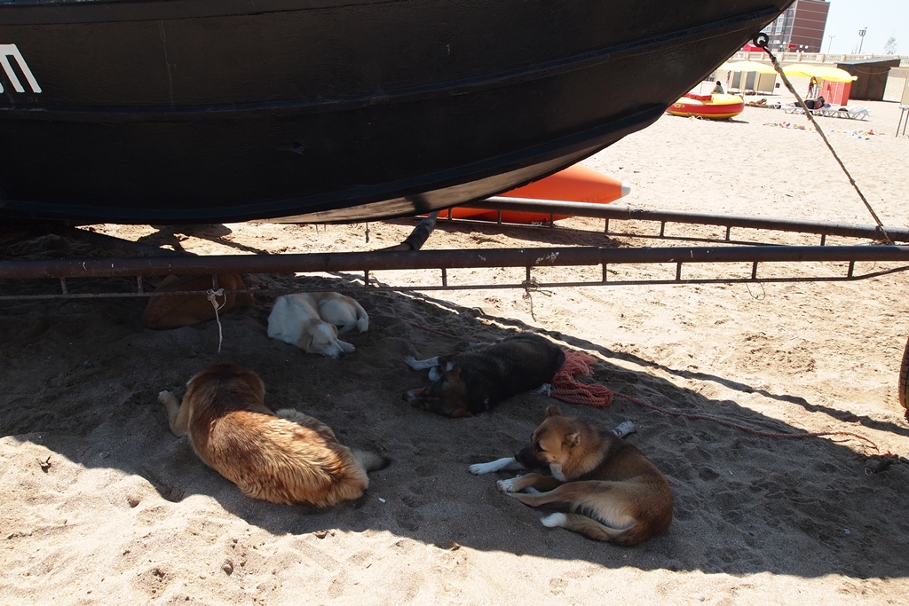 Дроны над цитаделью