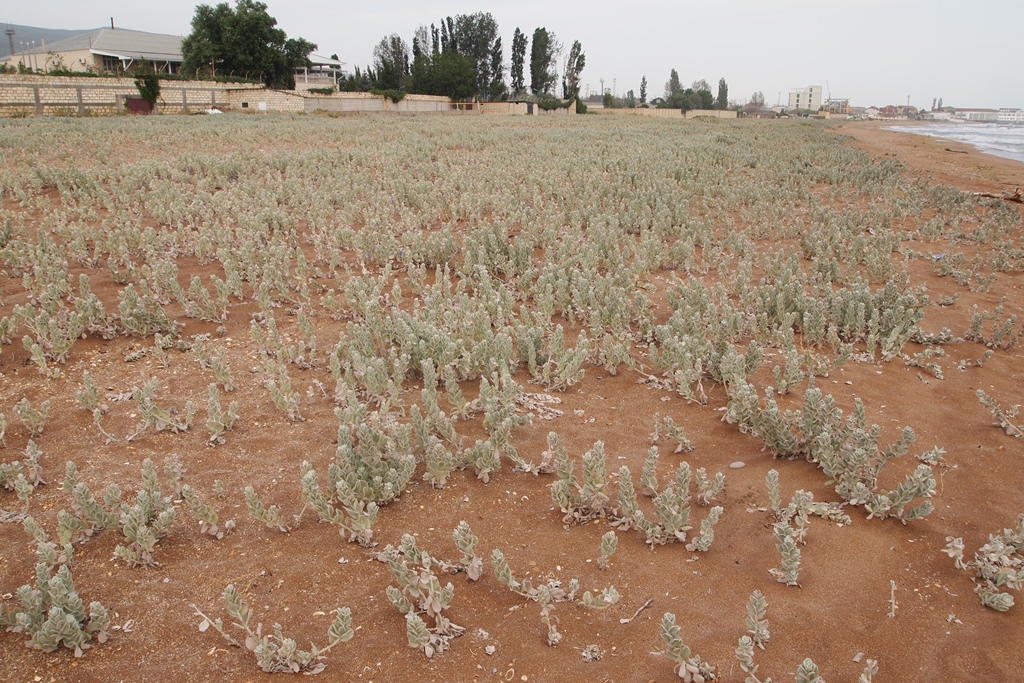 Дроны над цитаделью