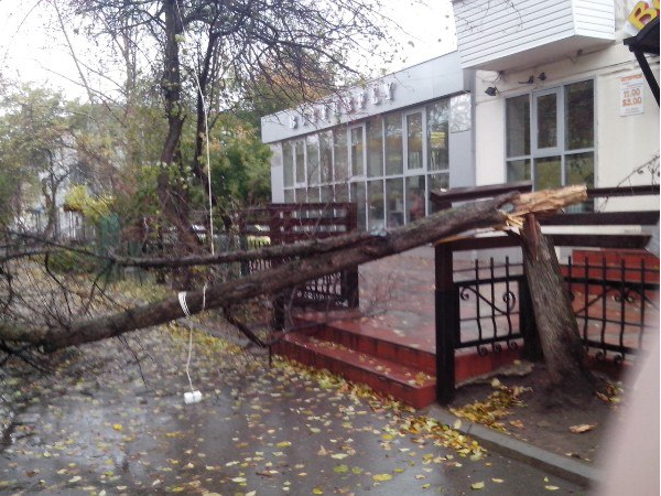 В Пермском крае ураганом снесло деревья, рекламный щит и крышное покрытие
