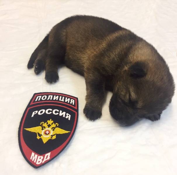 Жители Пермского края смогут выбрать имя полицейского щенка