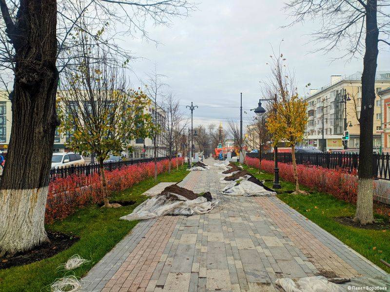 ​На Комсомольском проспекте в Перми началась высадка лип