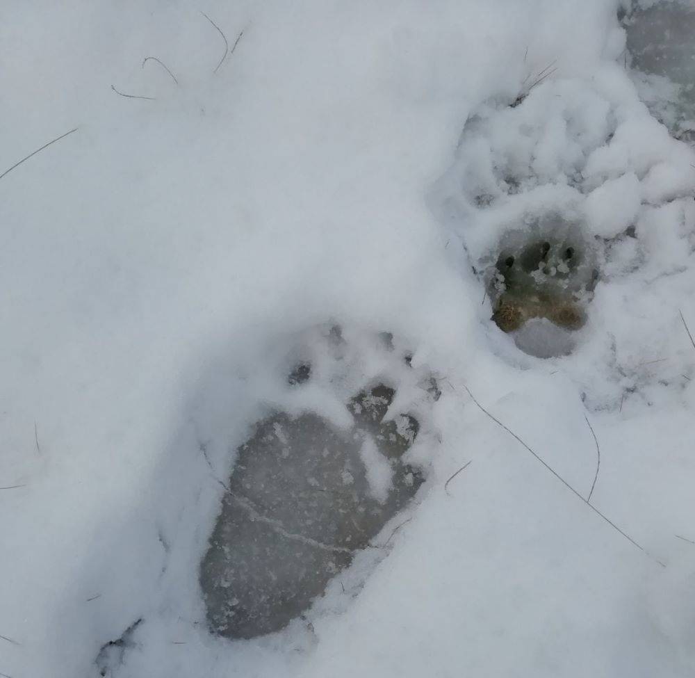 ​В Усолье рядом с кладбищем заметили следы медведя