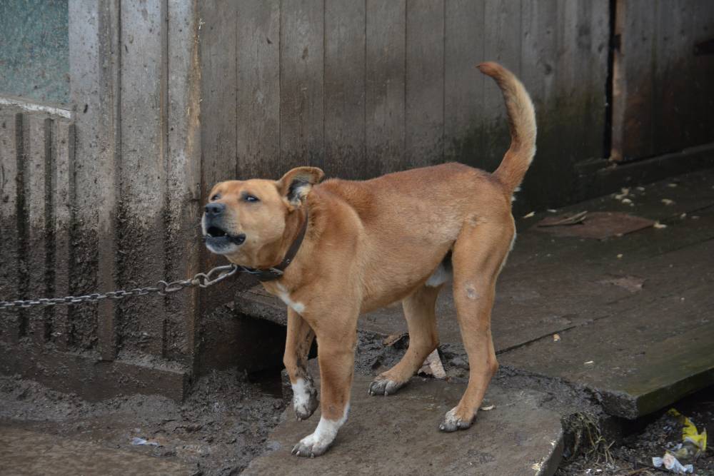 В Кунгуре подростки напали на приют для животных