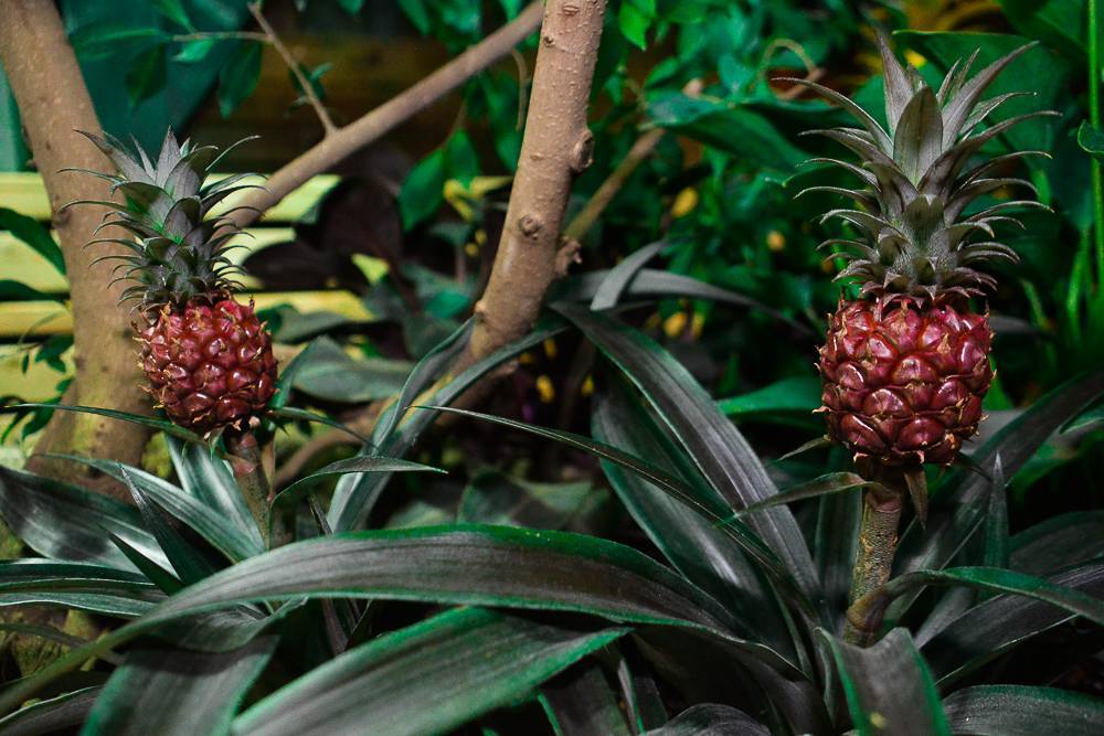 Ботанический сад ПГНИУ временно закрыли для посетителей